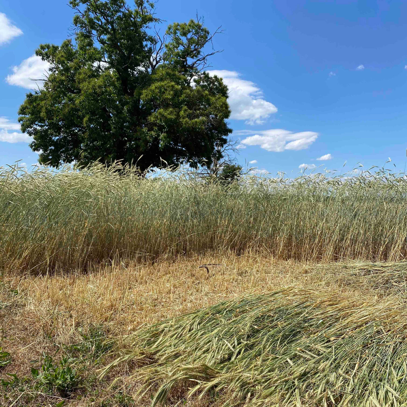 Atelier LASTO - Stéphanie TROLEZ - Production de paille de seigle