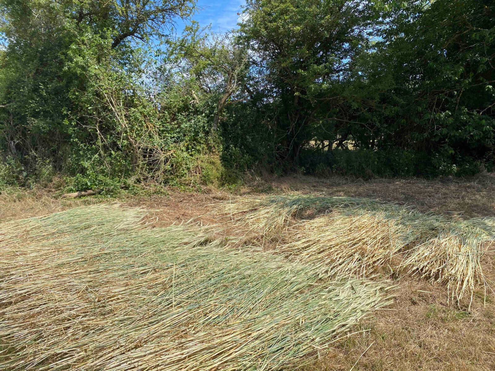 Atelier LASTO - Stéphanie TROLEZ - Production de paille de seigle